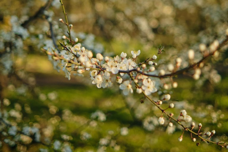 En grön oas utanför dörren